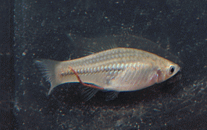 XiphophorusMontezumaeFin001-3