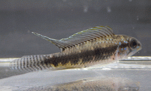 ApIniridae
