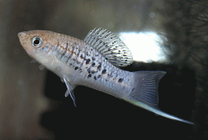XiphophorusNezahukoyoteru001-1