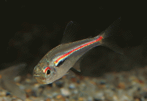 HyAmapaensis005-2