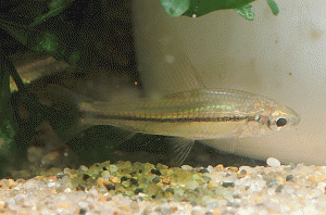 NannaethiopsUnitaeniatus1-1