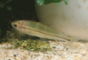 NannaethiopsUnitaeniatus1-2