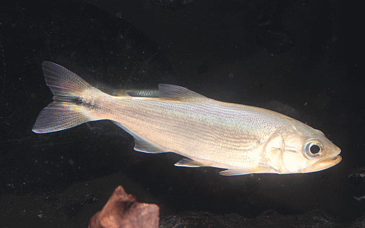 DoradoFishParagai1-2