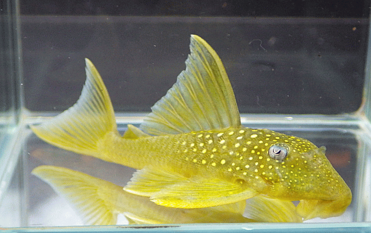 GoldenBlueFinPecko050-1