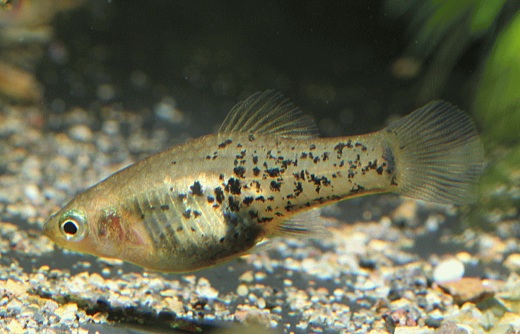 XiphophorusMileri001-5