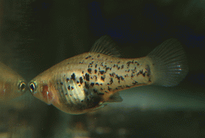 XiphophorusMileri001-6