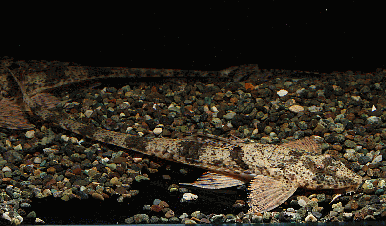 AlligatorLoricariaBarceros001-1