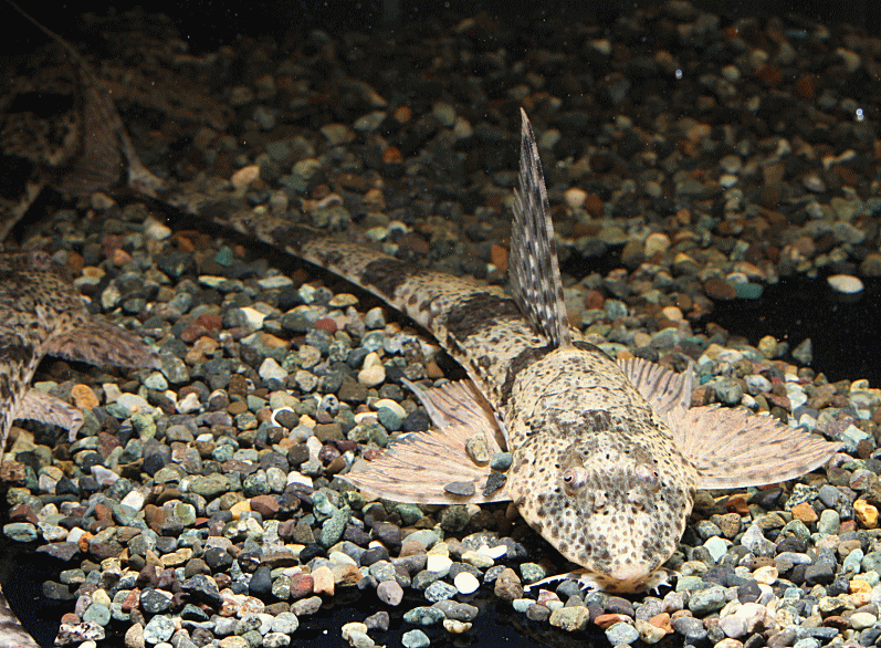 AlligatorLoricariaBarceros001-8