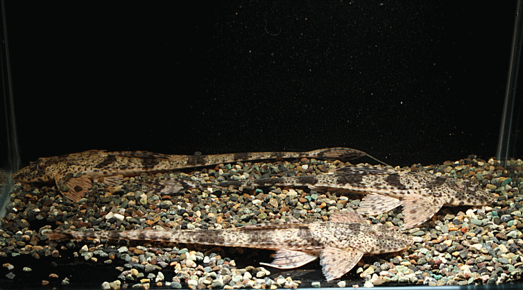 AlligatorLoricariaBarceros001-9