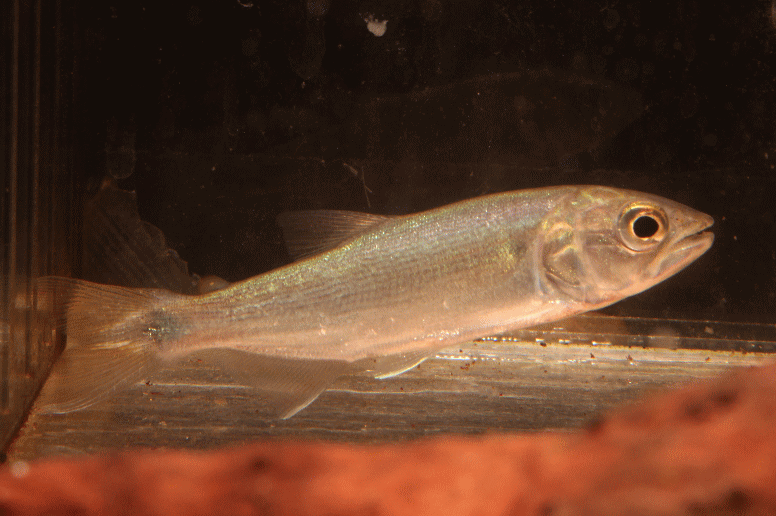 dradofish013-1