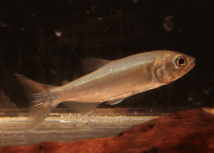 dradofish013