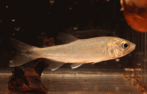 dradofish014