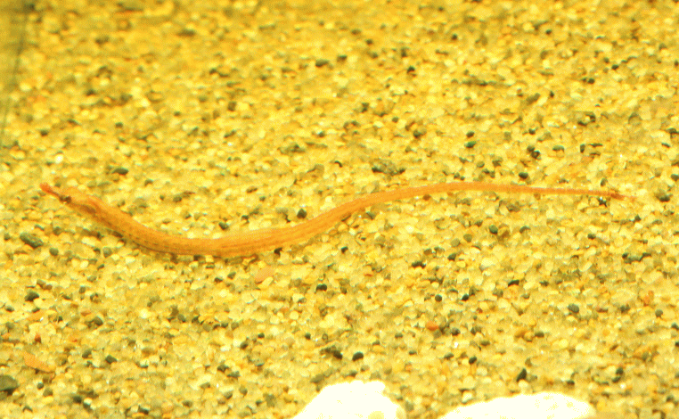 africanpipefish006-2