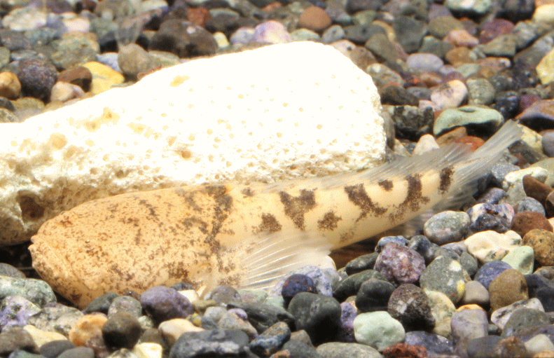 stornfish019