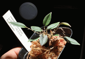 lepanthespapyrophylla001-2