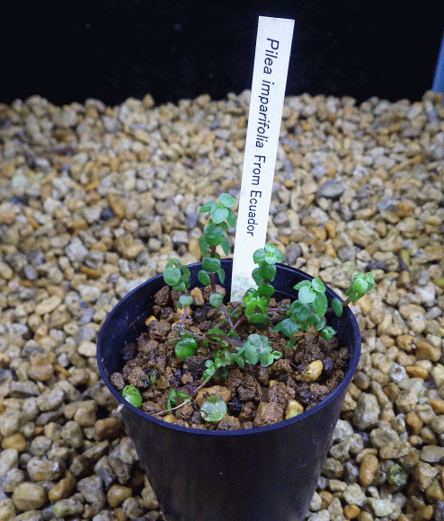 pileainparifoliaequador001-2