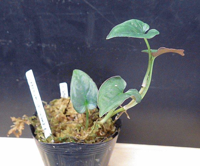 syngoniumspcolombiafinbreed001-1