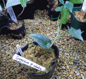 syngoniumspcolombiafinbreed001-2