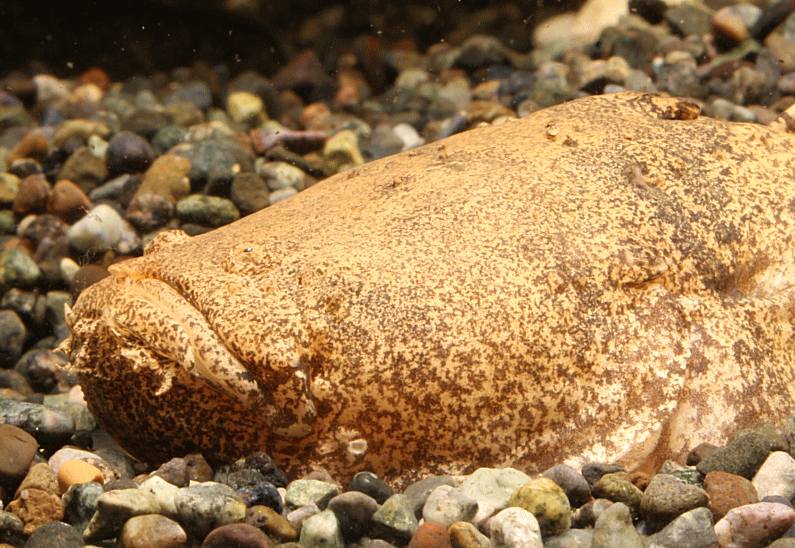 stornfish021