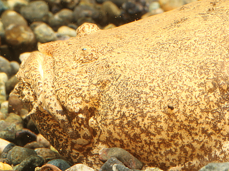 stornfish022