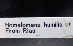 homalomenahumilisriau001-1