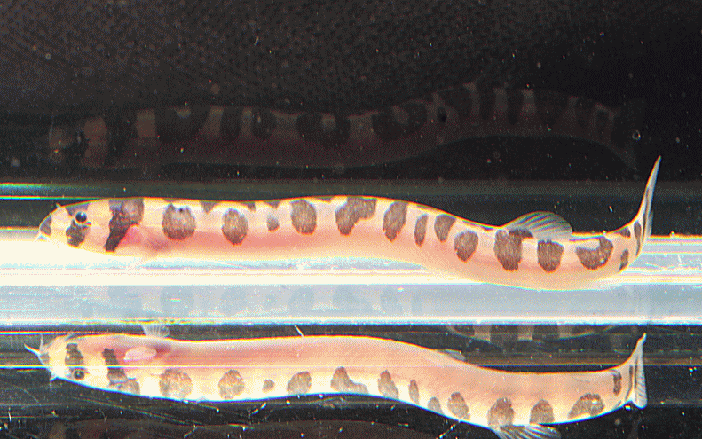 culyrotiiregularreopard001-1