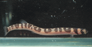 culyrotiiregularreopard001-3